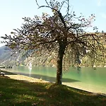 Rotspitz Adults - Only